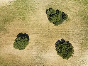 Holm: Holm Oaks (Quercus ilex) in a field. Aerial view