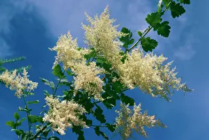 Discolor: Holodiscus / Ocean Spray - in flower