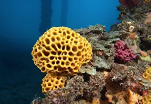 Sponges: (Holopsamma laminaefavosa) growing on a fallen
