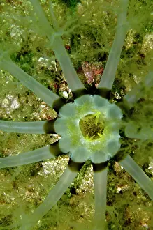 Sticky: Holothurian - the mouth of a sand dwelling holothurian