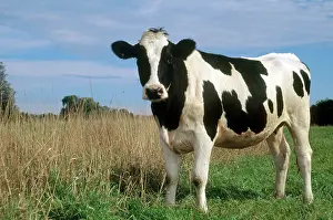 Dairy: Holstein
