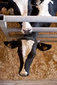 Calfs: Holstein bull calves in a feedlot La Ventosilla farm Spain