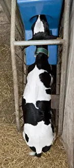 Farmings: A Holstein calf at ATMs milk