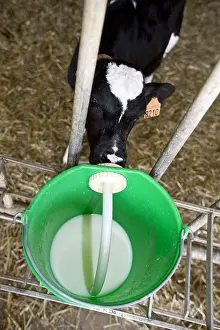 Stalling: Holstein calf drinking from a nipple on a bucket of milk Ita
