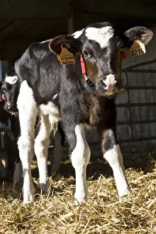 Stalling: Holstein calf with a feeding neck collar Italy