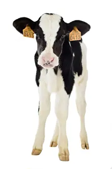 Prim: Holstein calf front shot in studio