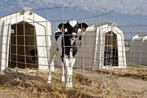 Prim: Holstein calf standing in a box on a floor of straw