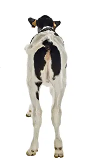 Backs: Holstein calf in studio