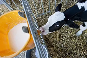 Suck: Holstein calf tetant niche in a bucket full of milk