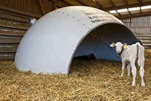 Circular: Holstein calves in stalls to shelter circular