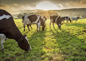Friesian: Holstein cattle, Holstein cattle, purebred, livestock
