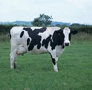 Friesian: Holstein Cow