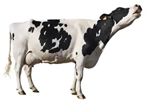 Prim: A Holstein cow bellowing