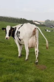 Excretion: A Holstein cow defecating on the grass of the meadow