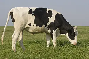 Prim: Holstein cow grazing in a meadow France