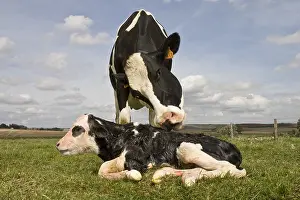 Licked: Holstein cow licking her newborn for the dry