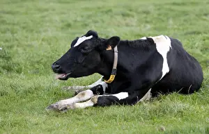 Pathologies: A Holstein cow lying in the meadow and coughing