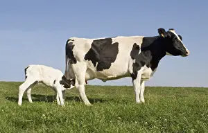 Suck: Holstein cow with her newborn calf in a meadow