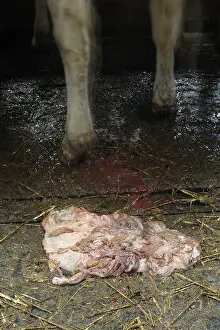 Connective: Holstein Cow placenta France