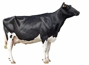 Prim: Holstein cow raised her head in profile in the studio