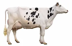 Prim: Holstein cow raised her head in profile in the studio