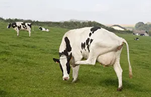 Itched: A Holstein cow scratching his head with his hind leg