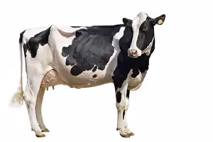 Prim: Holstein cow standing in the studio