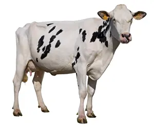 Prim: Holstein cow standing in the studio