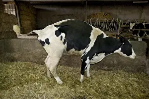 Kidney: Holstein cow suffering from a nephritis in a stable