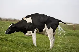 Excretion: A Holstein cow urinating in the meadow Lorraine France