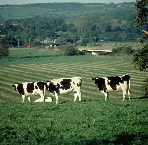 Mown: Holstein Cows