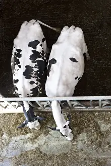 Stalling: Two Holstein cows eating silage at cornadis