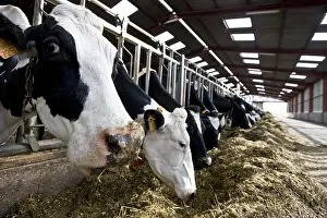 Attach: Holstein cows eating silage in feeding stalls France