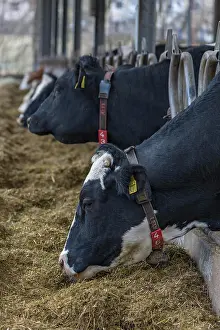 Stall: Holstein cows at the feeding fence in an open cowshed