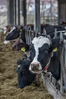 Stall: Holstein cows at the feeding fence in an open cowshed