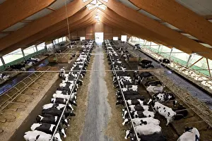 Stalling: Holstein cows lined up in their crib Germany
