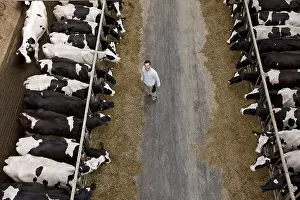 Stalling: Holstein cows lined up in their crib Germany