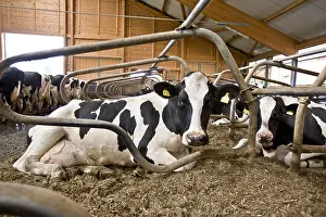 Stalls: Holstein cows lying in stalls Germany