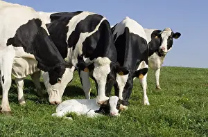 Licked: Holstein cows in the park around a newborn calf