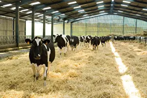 Returning: Holstein cows returning to stall for milking