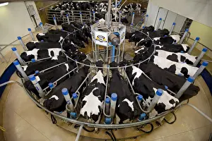 Milked: Holstein cows in a rotary milking parlor