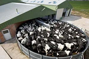 Milked: Holstein cows in a waiting area before milking