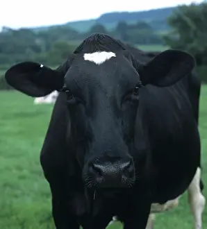 Dairy: Holstein Dairy Cow