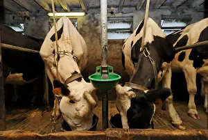Bucket: Holstein farm-inn Hilsen Vosges France
