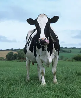 Dairy: Holstein Friesian cow