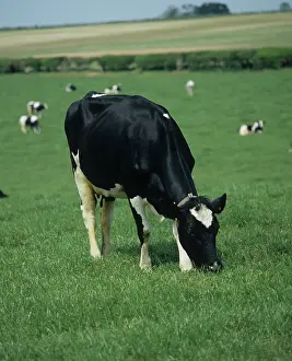 Dairy: Holstein Friesian cow grazing