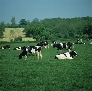 Friesian: Holstein Friesian cows grazing