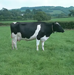 Friesian: Holstein-Friesian Dairy Cow