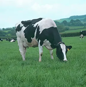 Friesian: Holstein-Friesian Dairy Cow