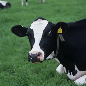 Dairy: Holstein Friesian Dairy Cow